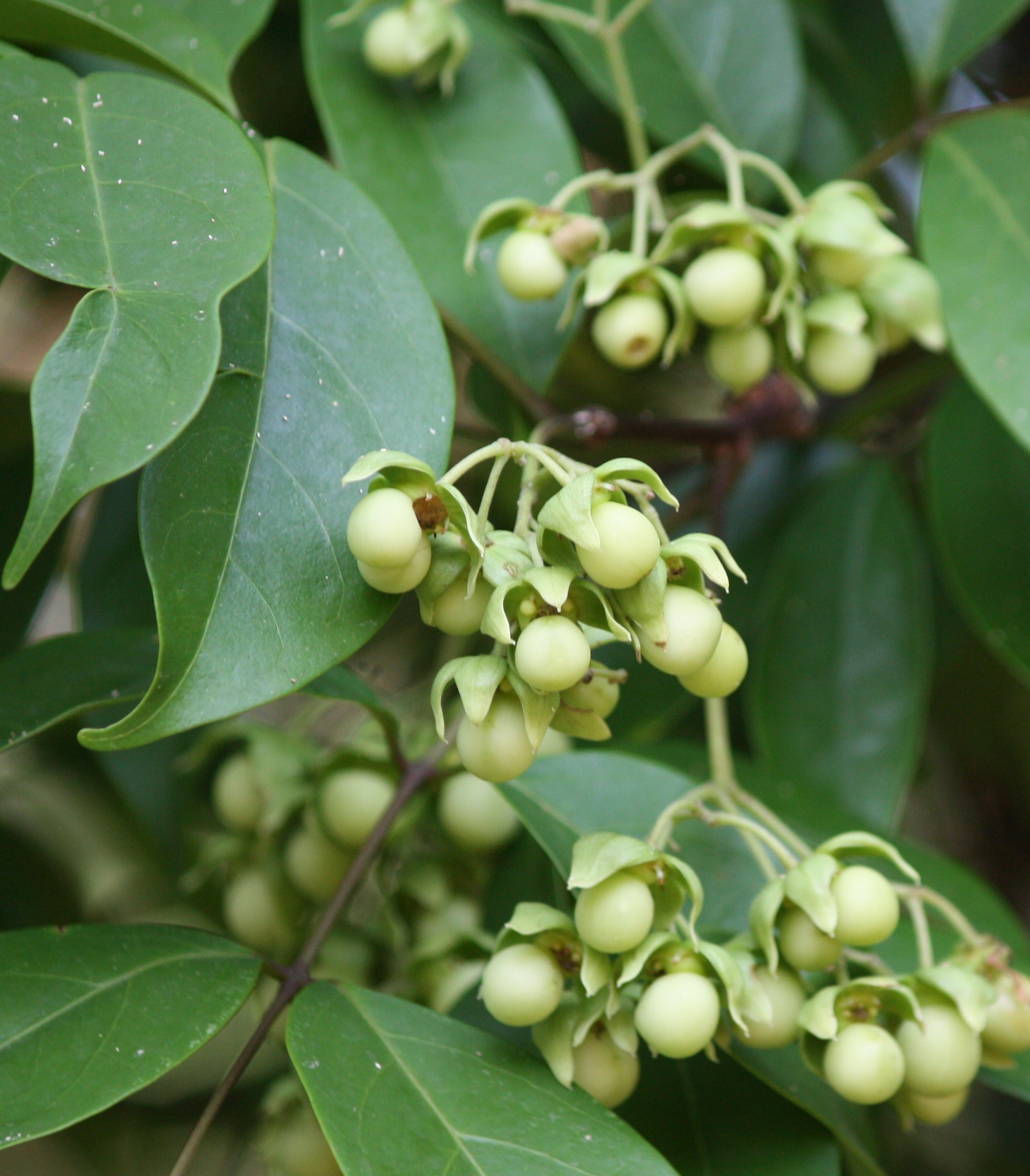 plants-from-assam-eflora-of-india